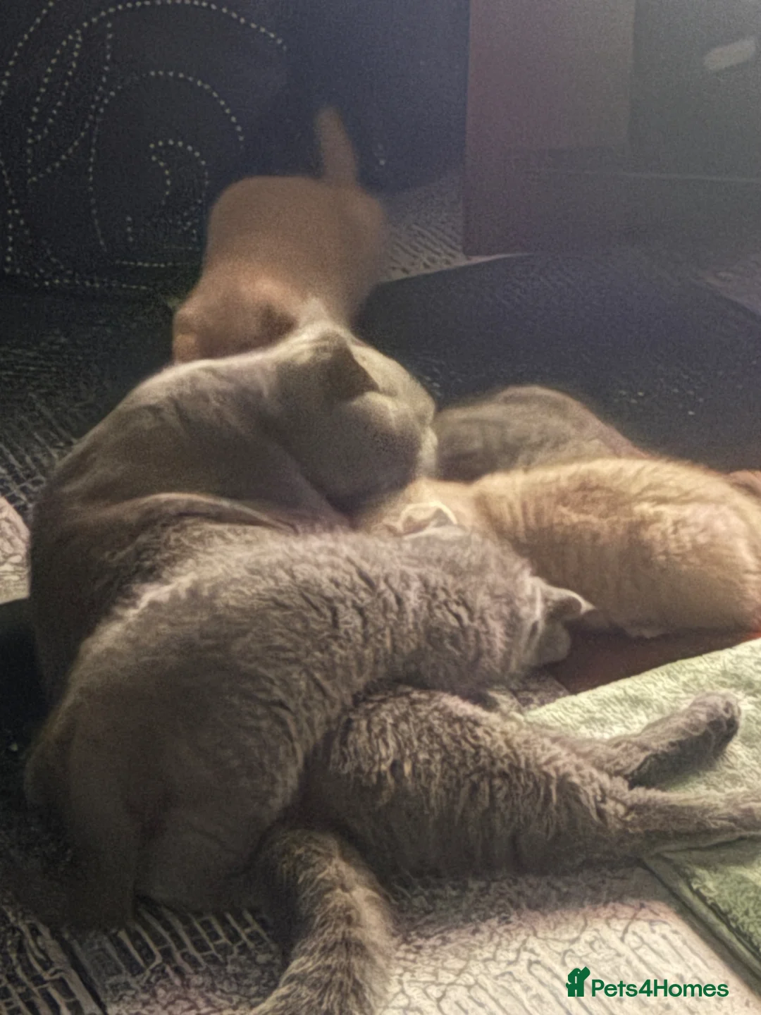British Shorthair cats for sale: British Blue Short Hair-Kittens Vaccinated/Chipped in Corby - Advert 2