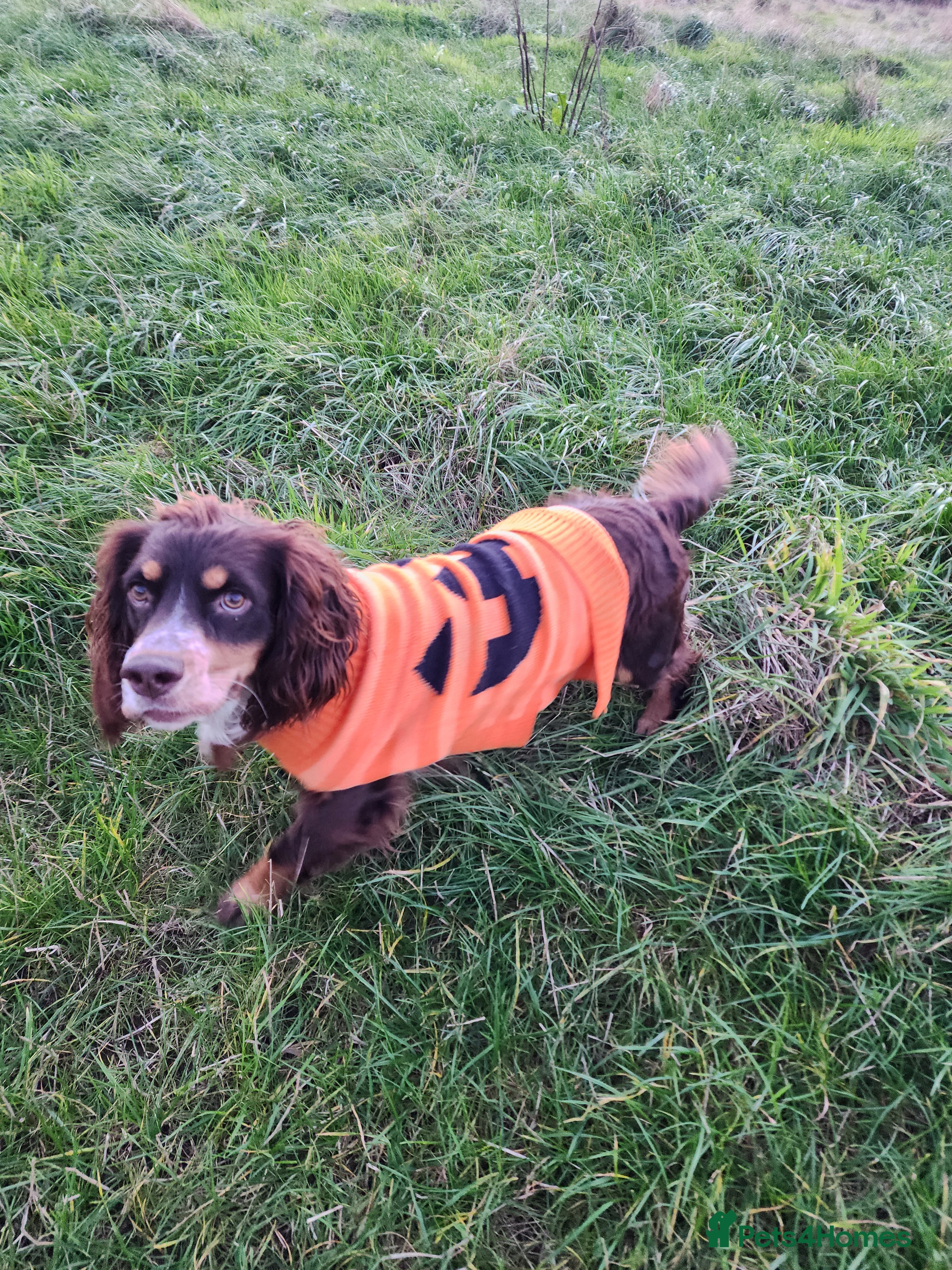 Sprocker dogs Male Sprocker needing new home - Advert 7