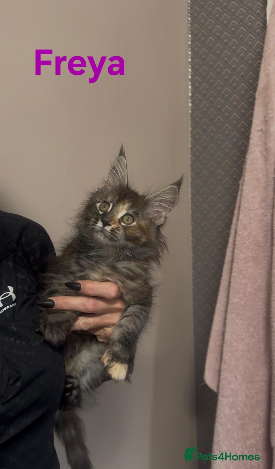 Maine Coon cats 4 GCCF Maine Coon Kittens left ❤️ - Advert 12