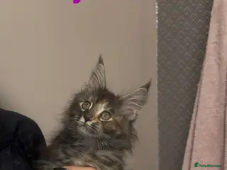 Maine Coon cats 4 GCCF Maine Coon Kittens left ❤️ - Advert 12