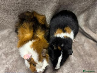 Guinea Pig rodents Gorgeous baby male guinea pigs ready 12 now. - Advert 2