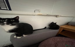 Mixed Breed cats for sale: Female kitten for sale - Image 5