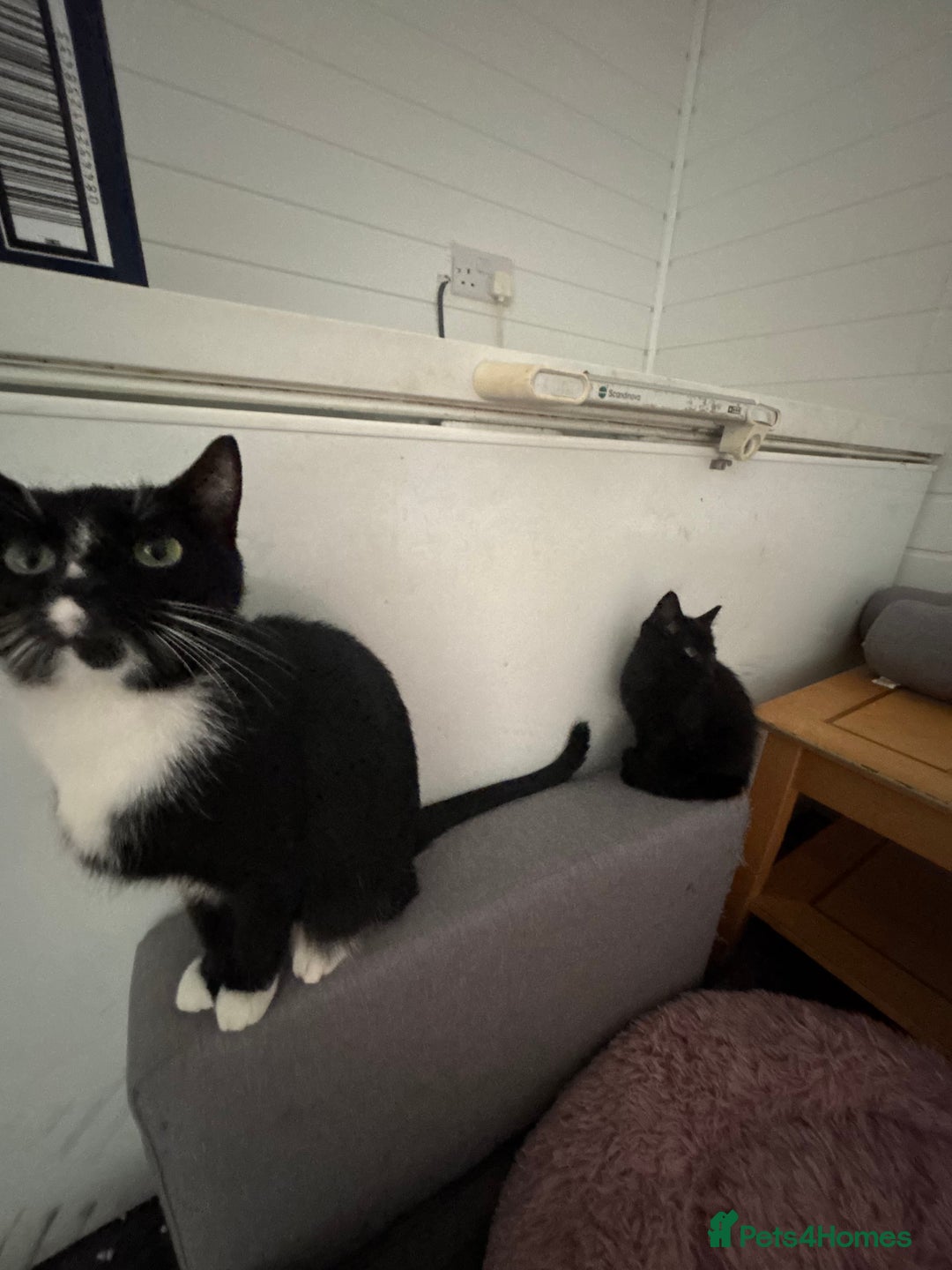 Mixed Breed cats for sale: Female kitten for sale - Image 5