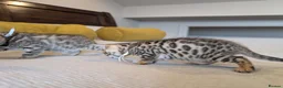 Bengal cats for sale: 🤍🤎🖤 GORGEOUS BENGAL KITTENS 🖤🤎🤍 - Advert 32