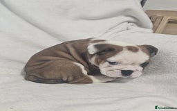 English Bulldog dogs for sale: Champion English bulldogs - Image 5