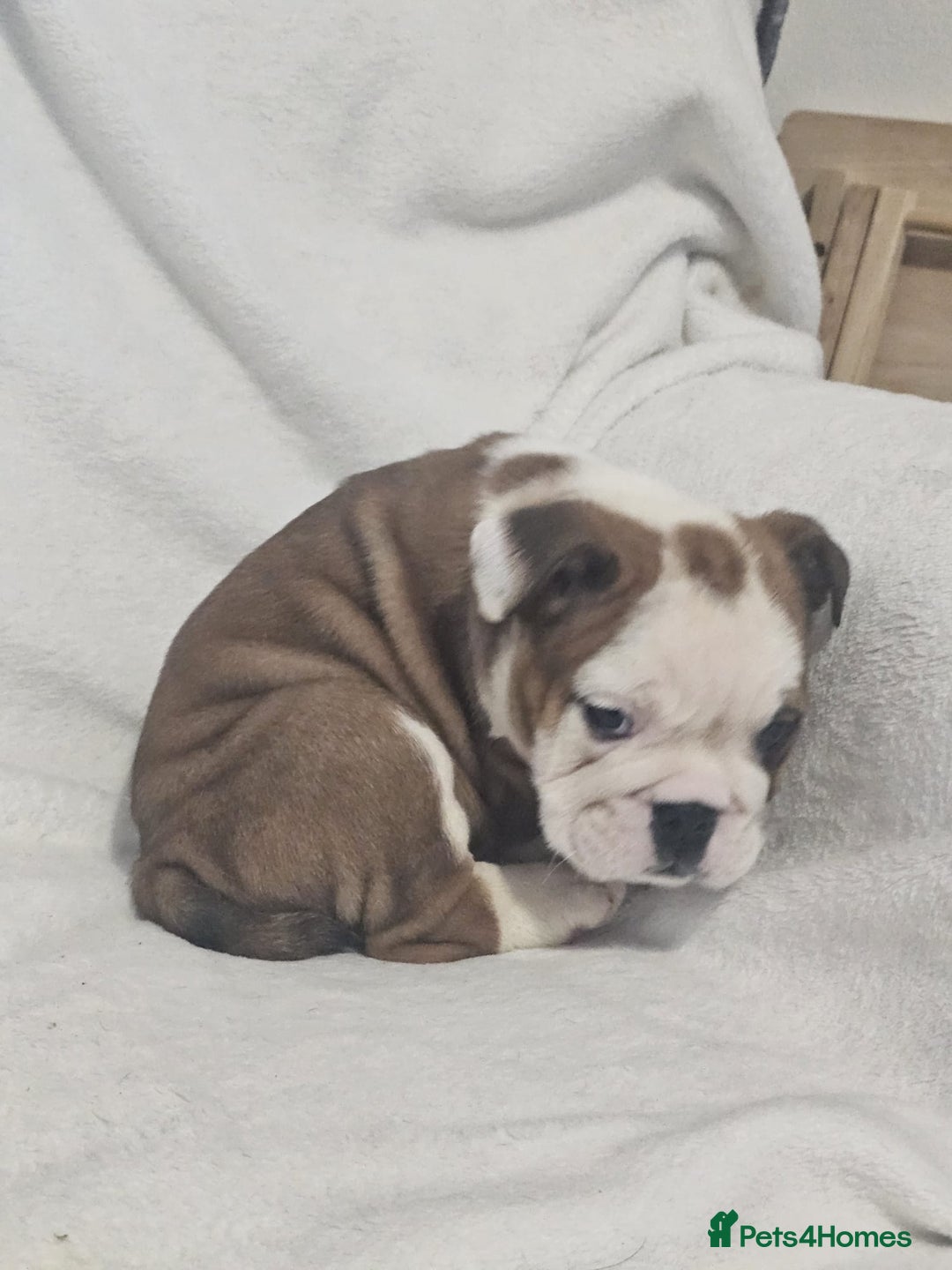 English Bulldog dogs for sale: Champion English bulldogs - Image 5