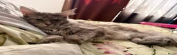 Maine Coon cats for sale: Amazing blue tortie girl  - Advert 7