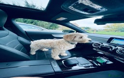 Cavapoo dogs for stud: Loving and gentle Cavapoo for stud - Image 1