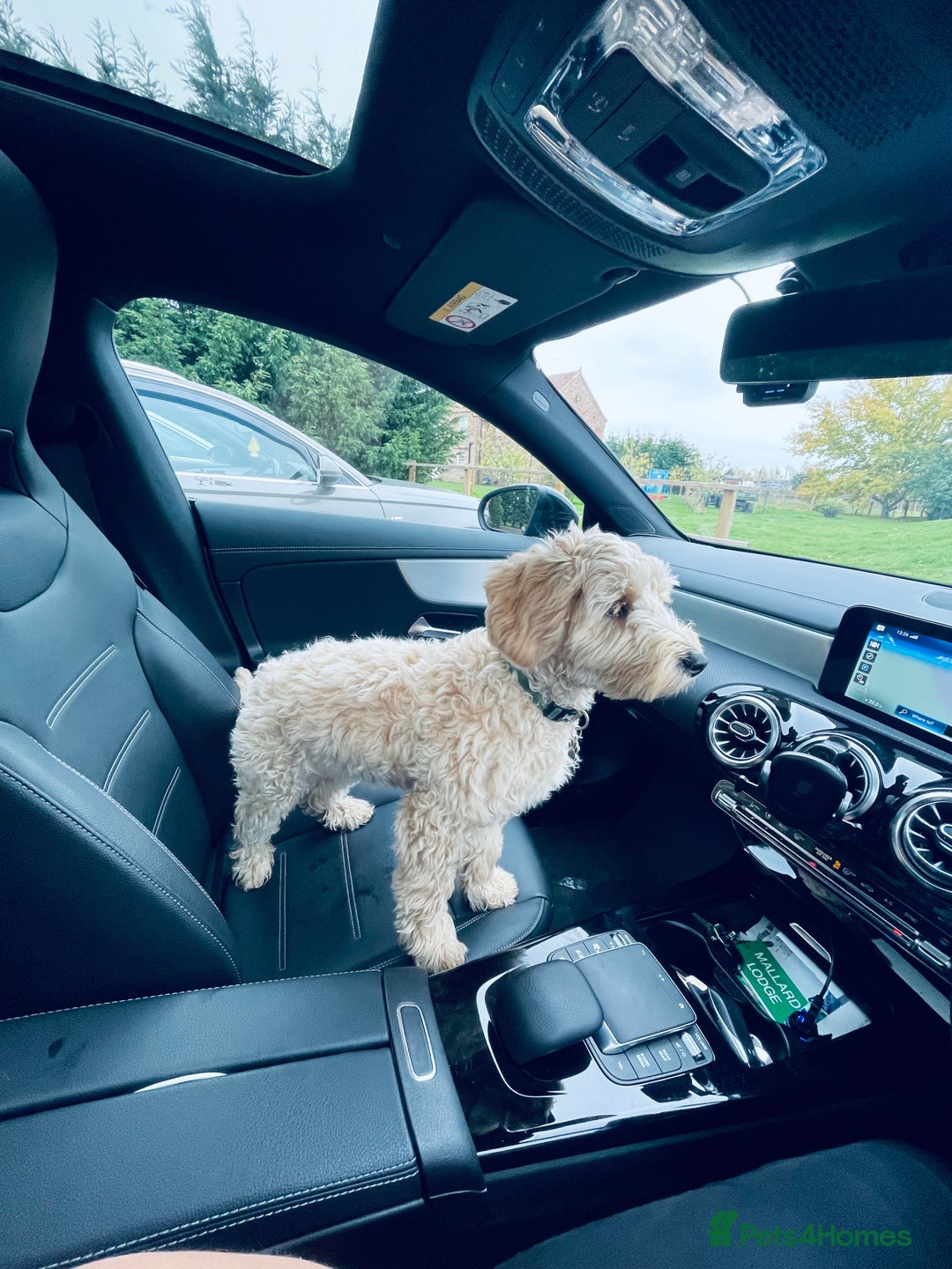 Cavapoo dogs for stud: Loving and gentle Cavapoo for stud - Image 1