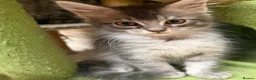 Maine Coon cats for sale: Maine coon kittens 🐱  in London - Advert 10