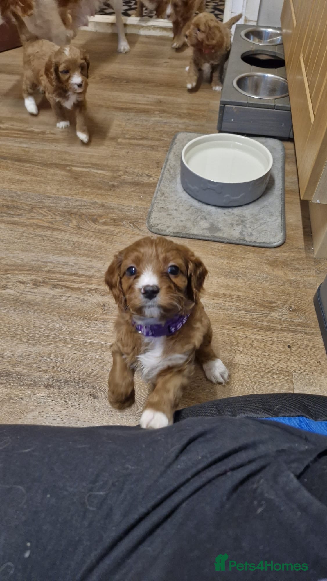 Cavapoo dogs Cavapoo f1 puppies - Advert 12