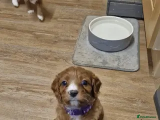 Cavapoo dogs Cavapoo f1 puppies - Advert 12