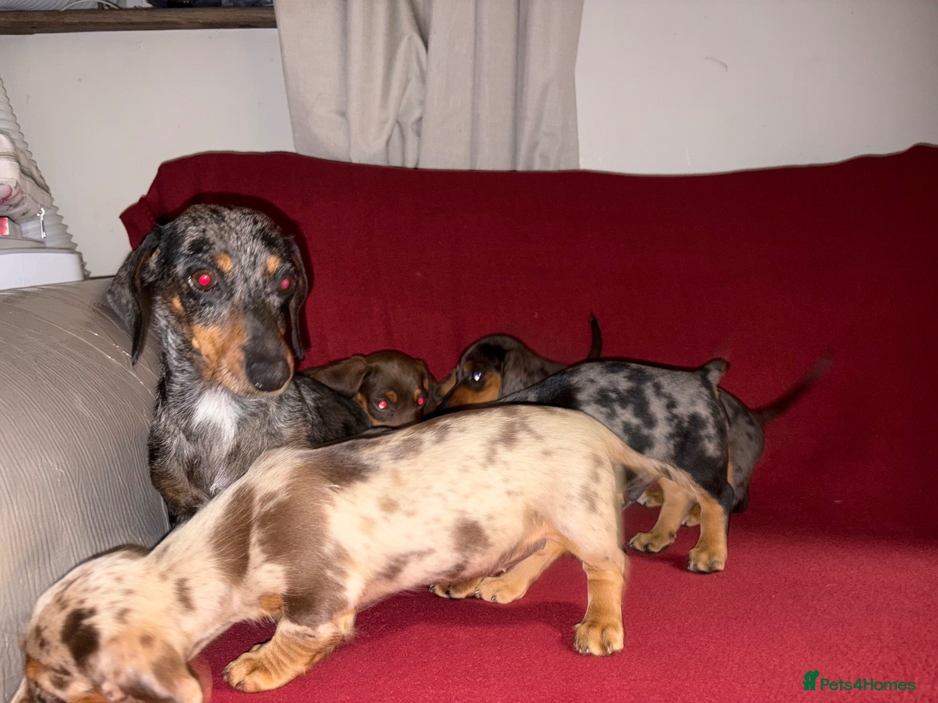 Miniature Dachshund dogs Miniature daschund puppies - Advert 1