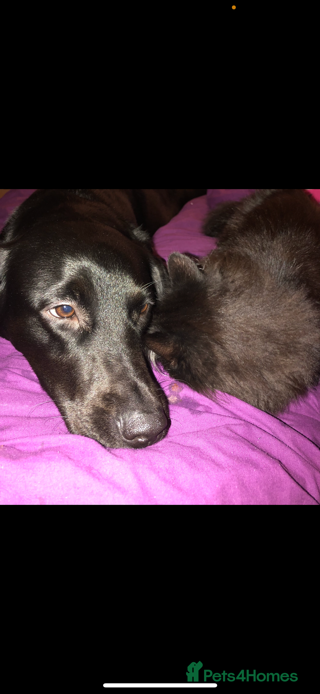 Mixed Breed dogs for sale: Labrador Cross for sale - Advert 9