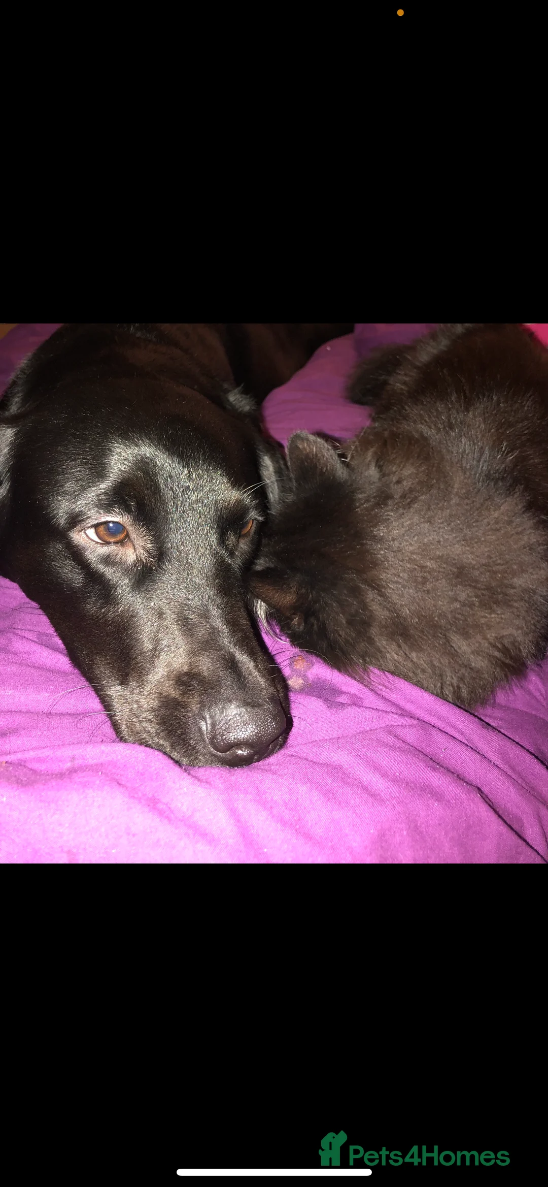 Mixed Breed dogs for sale: Labrador Cross for sale - Advert 9