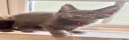 Maine Coon cats for sale: Stunning GCCF Russian Blue Maine Coons - Advert 7
