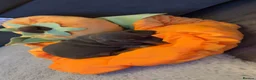 Dachshund dogs for sale: Beautiful little dachshund puppies  - Advert 6