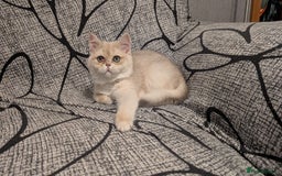 British Shorthair cats for sale: Little funny adorable girl  - Image 5
