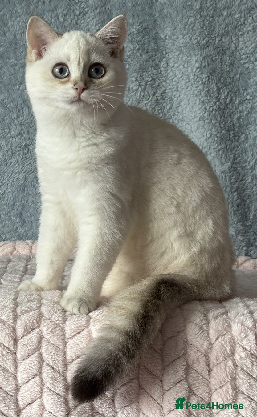 British Shorthair cats TICA Beautiful British Shorthair Kittens - Advert 1