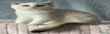British Shorthair Kitten 2