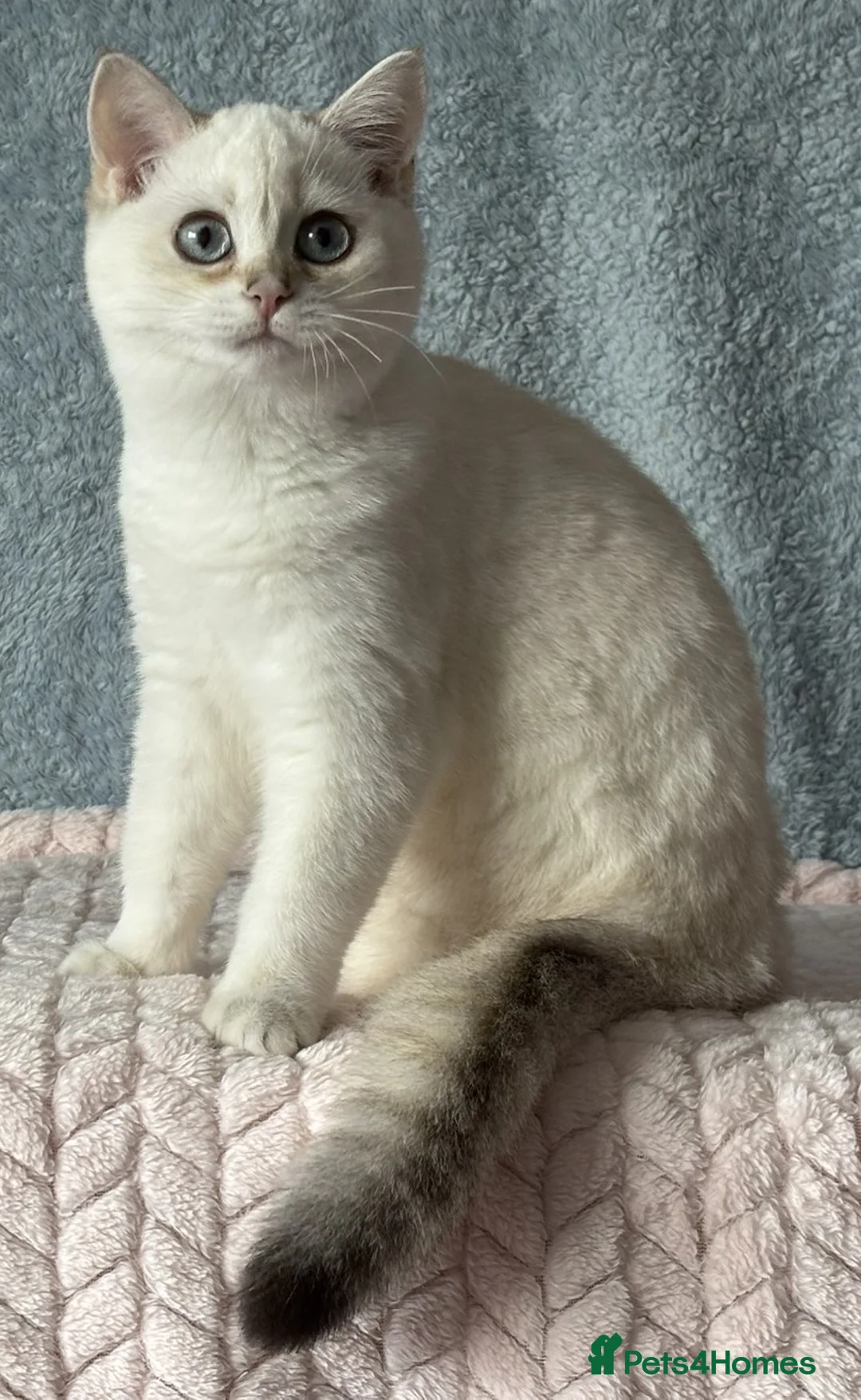 British Shorthair cats for sale: TICA Beautiful British Shorthair Kittens - Advert 1