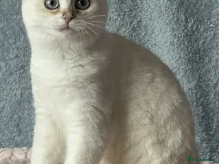 British Shorthair cats for sale: TICA Beautiful British Shorthair Kittens - Advert 2