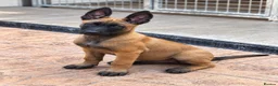 Belgian Shepherd Dog dogs for sale: Dutch Shepherd – Exceptional Pedigree in Norwich - Advert 5
