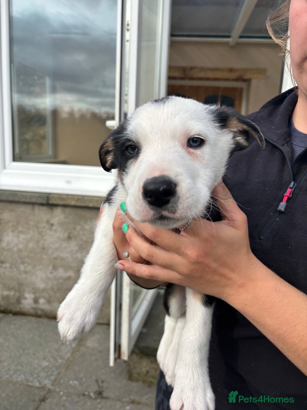 Border Collie dogs for sale: Ready to go! Beautiful Border Collie pup in Haverfordwest - Image 7