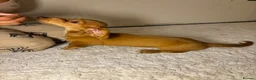 Miniature Dachshund dogs for sale: 🤎 Long-Haired Red Girl in Derby - Advert 9