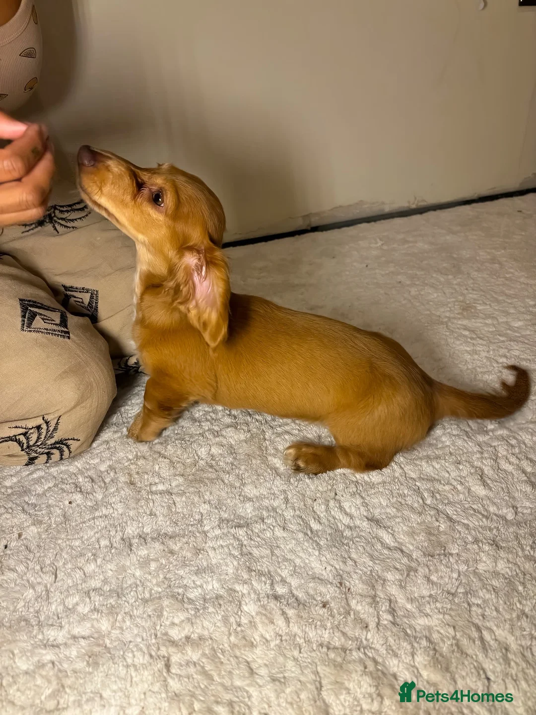 Miniature Dachshund dogs for sale: 🤎 Long-Haired Red Girl in Derby - Advert 9