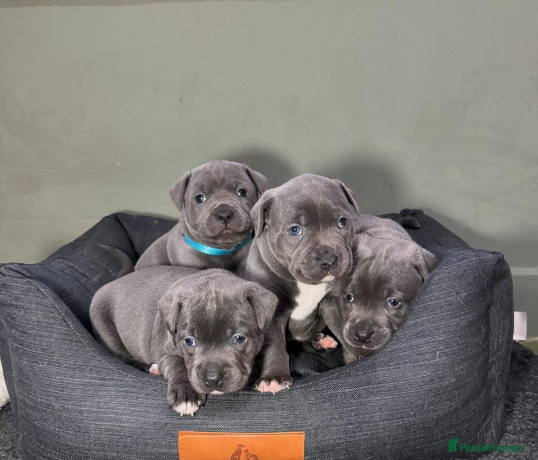 Staffordshire Bull Terrier dogs for sale: Purebred Staffordshire bull terrier puppies - Image 11