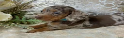 Miniature Dachshund dogs for sale: KC Miniature Smooth Coat Puppies - Advert 14