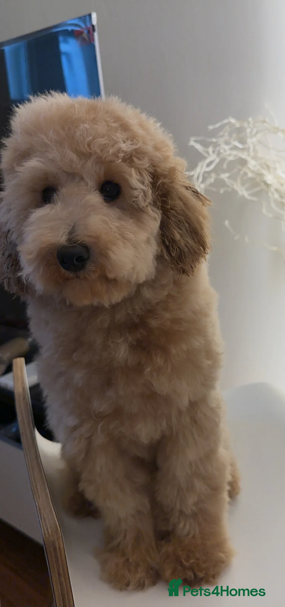 Toy Poodle dogs for sale: Toy poodle  in London - Advert 1
