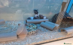 Mouse rodents for sale: Over 50 baby mice all colours available  - Image 9