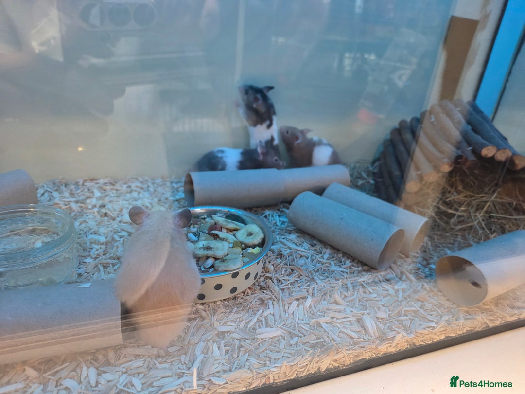 Mouse rodents for sale: Over 50 baby mice all colours available  - Image 9
