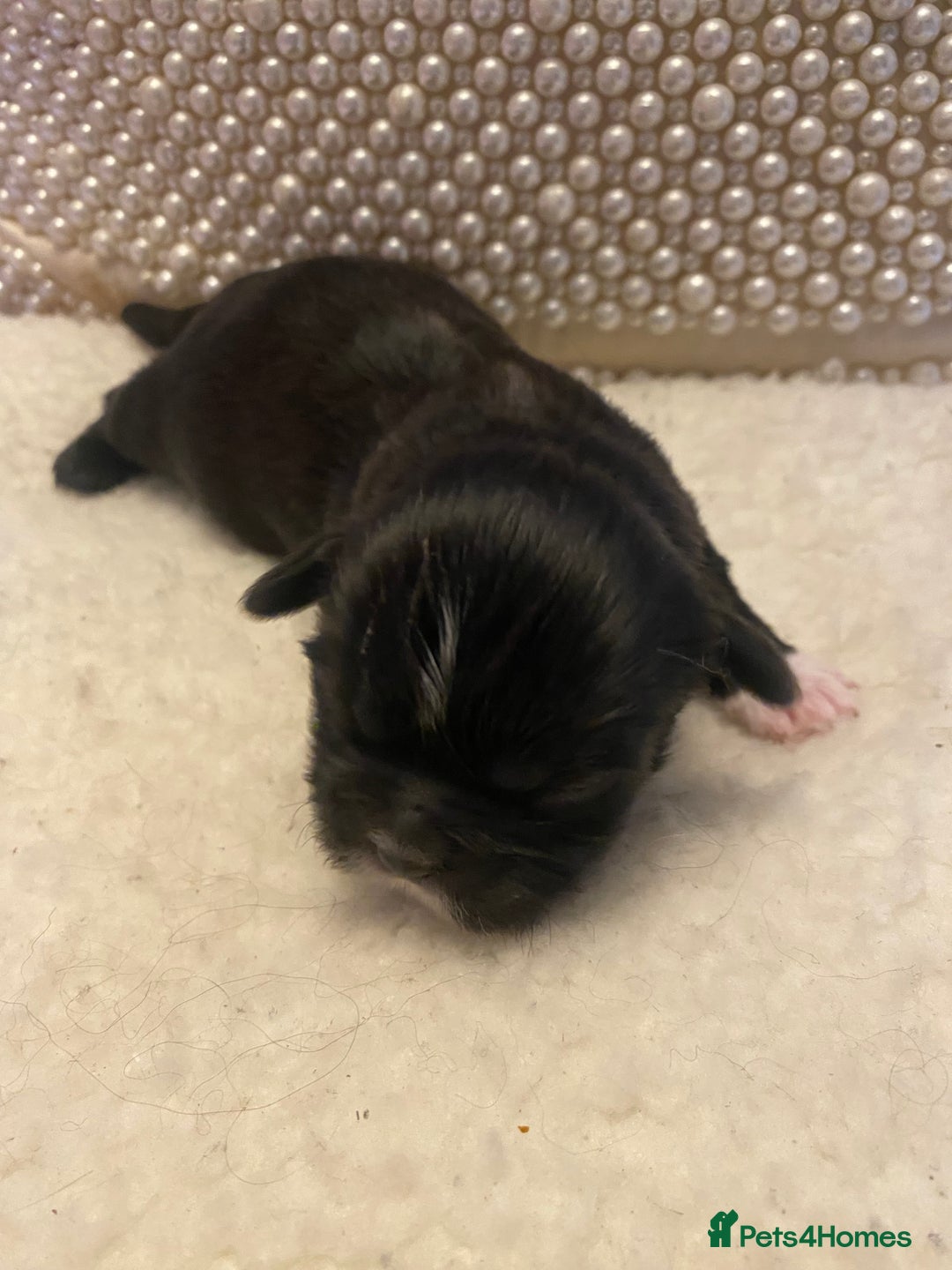 Shih Tzu dogs for sale: pure breed shih tzu puppies - Advert 7