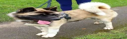 Akita dogs for adoption: Rocky in Worksop - Advert 3