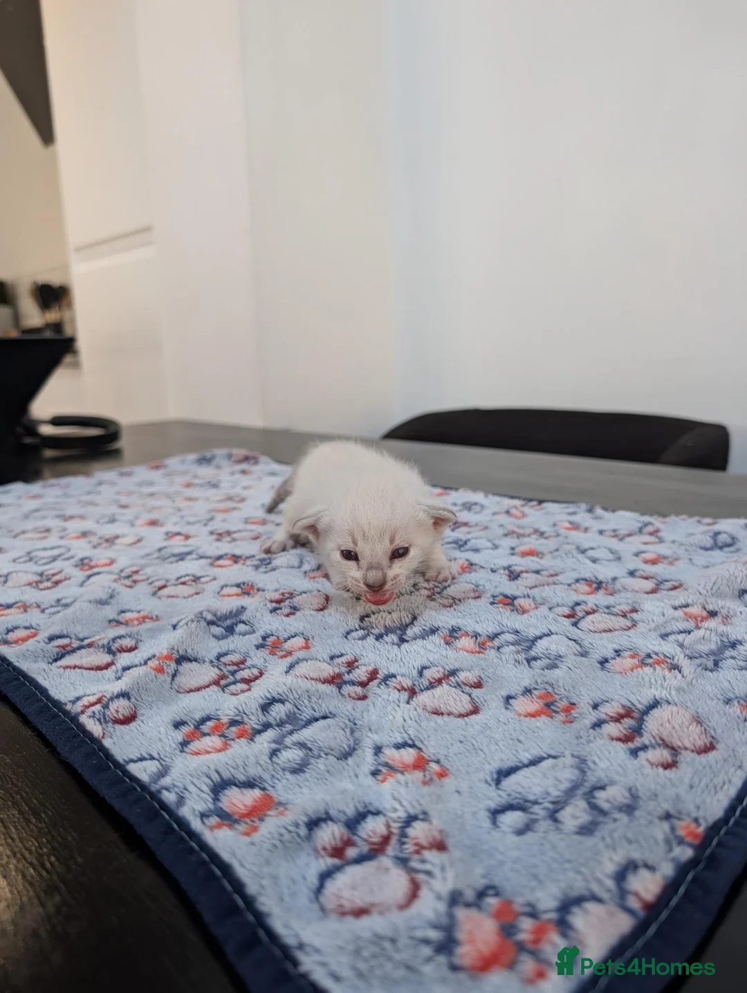 Bengal cats for sale: ☁️ BENAMESE KITTENS DUE AUGUST ☁️ 3 BOYS 1 GIRL - Advert 2