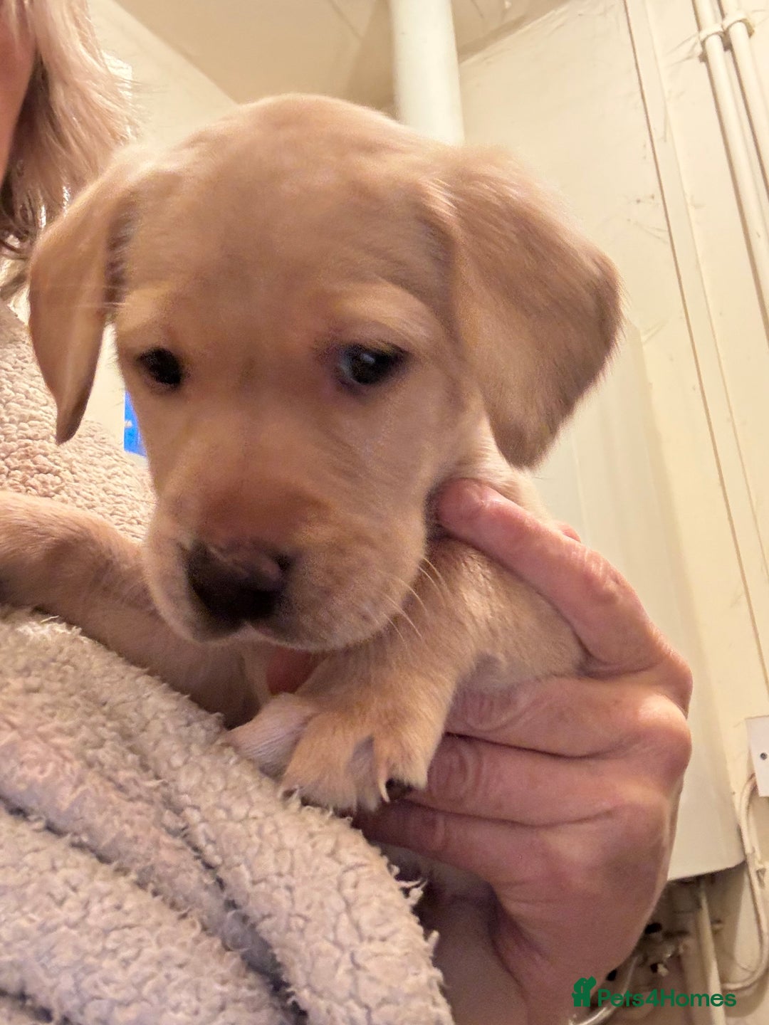 Labrador Retriever dogs for sale: Labrador puppies for sale  - Advert 3