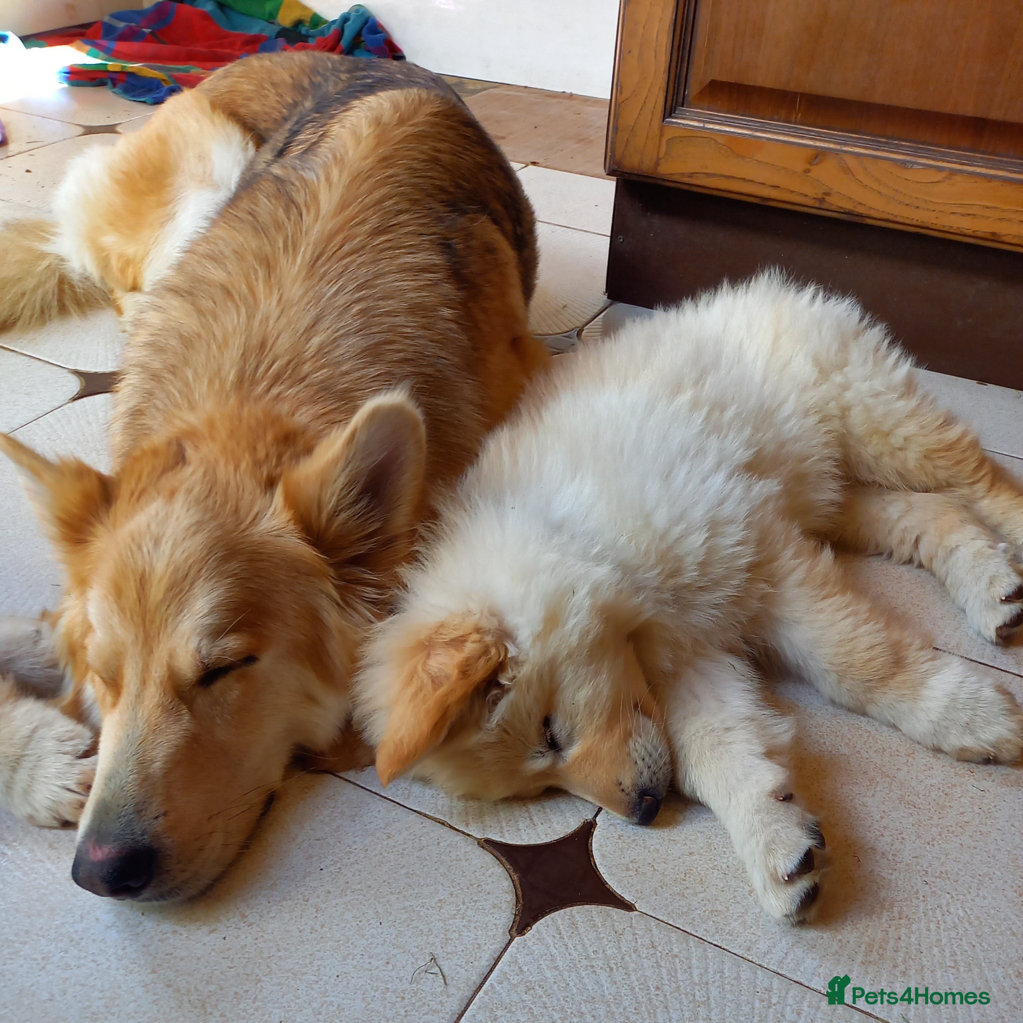German Shepherd dogs Gorgeous German Shepherd pups for sale - Advert 2