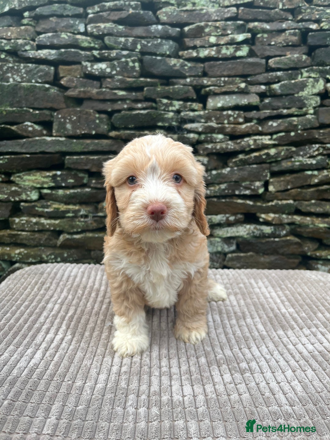 Cockapoo dogs for sale: Cockerpoo puppies  - Advert 7