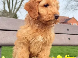 Australian Labradoodle dogs Australian labradoodle *READY NOW* LAST BOY - Advert 16