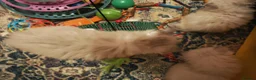 Siberian cats for sale: NM babies from GCCF/TICA parents - Advert 5