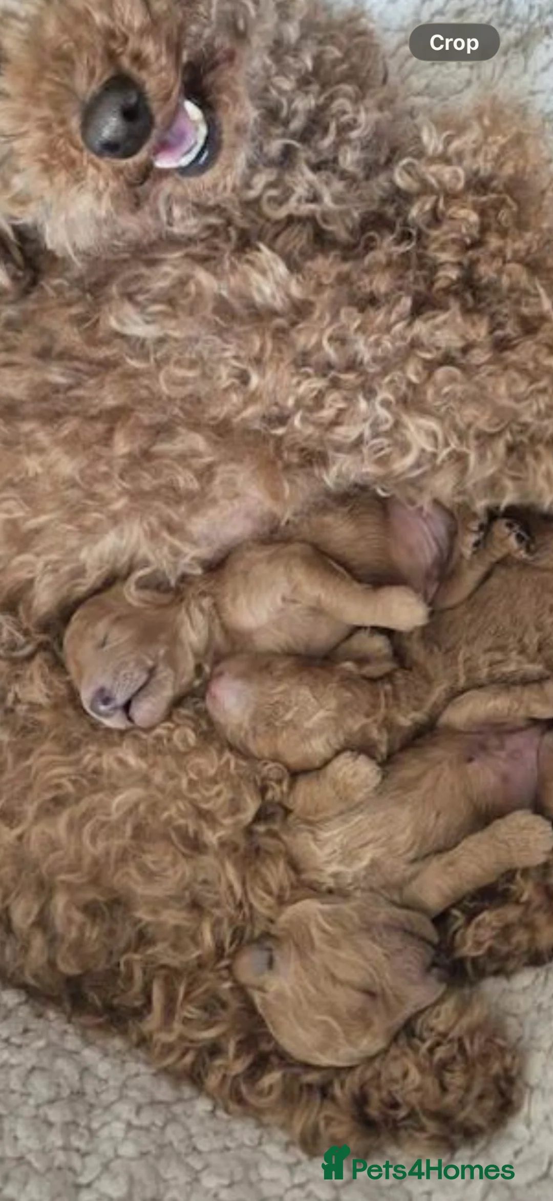Maltipoo dogs for sale: ❤️reduced❤️ maltipoo puppies (tiny poodle) - Advert 2