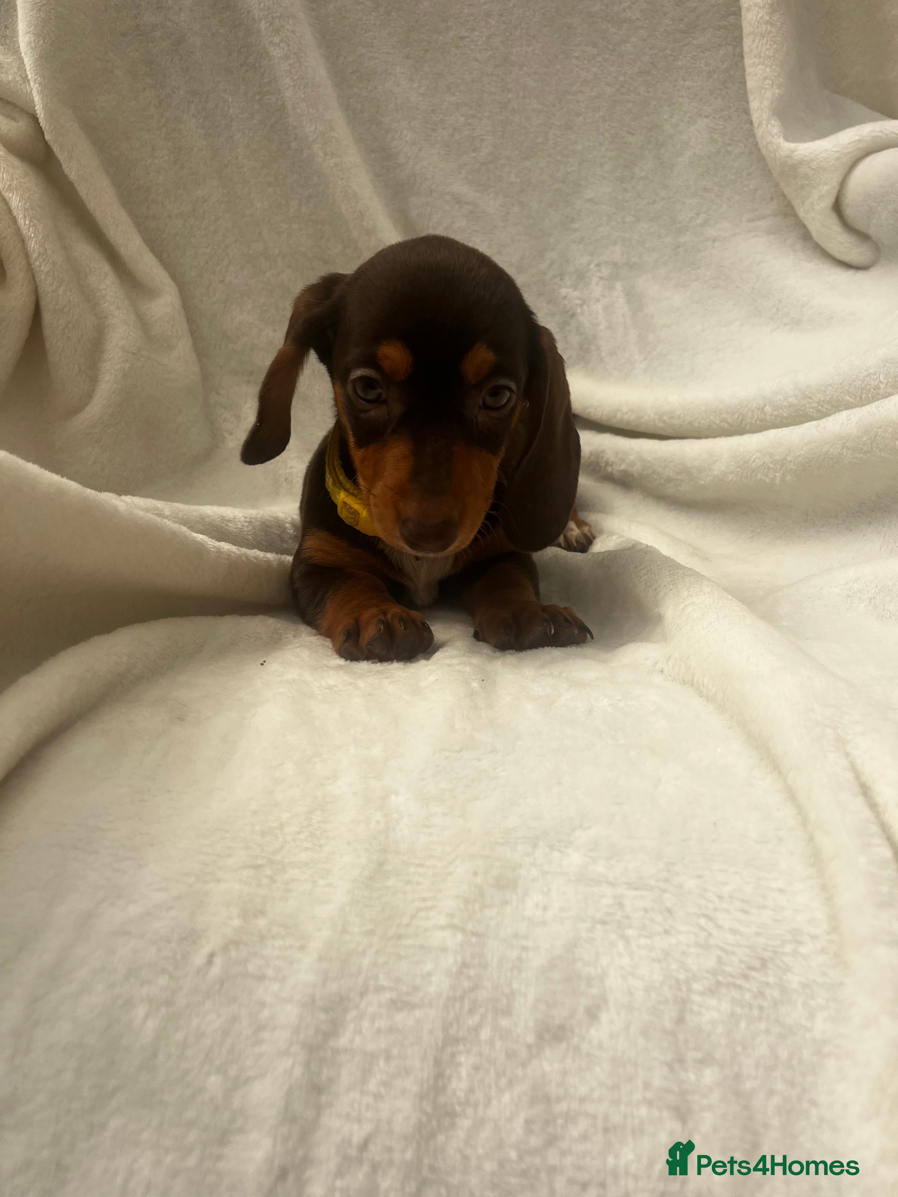 Dachshund dogs Full breed miniature dachshund  - Advert 2