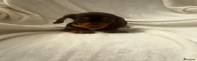 Dachshund 6