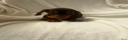 Dachshund dogs for sale: Full breed miniature dachshund  in Uxbridge - Advert 3
