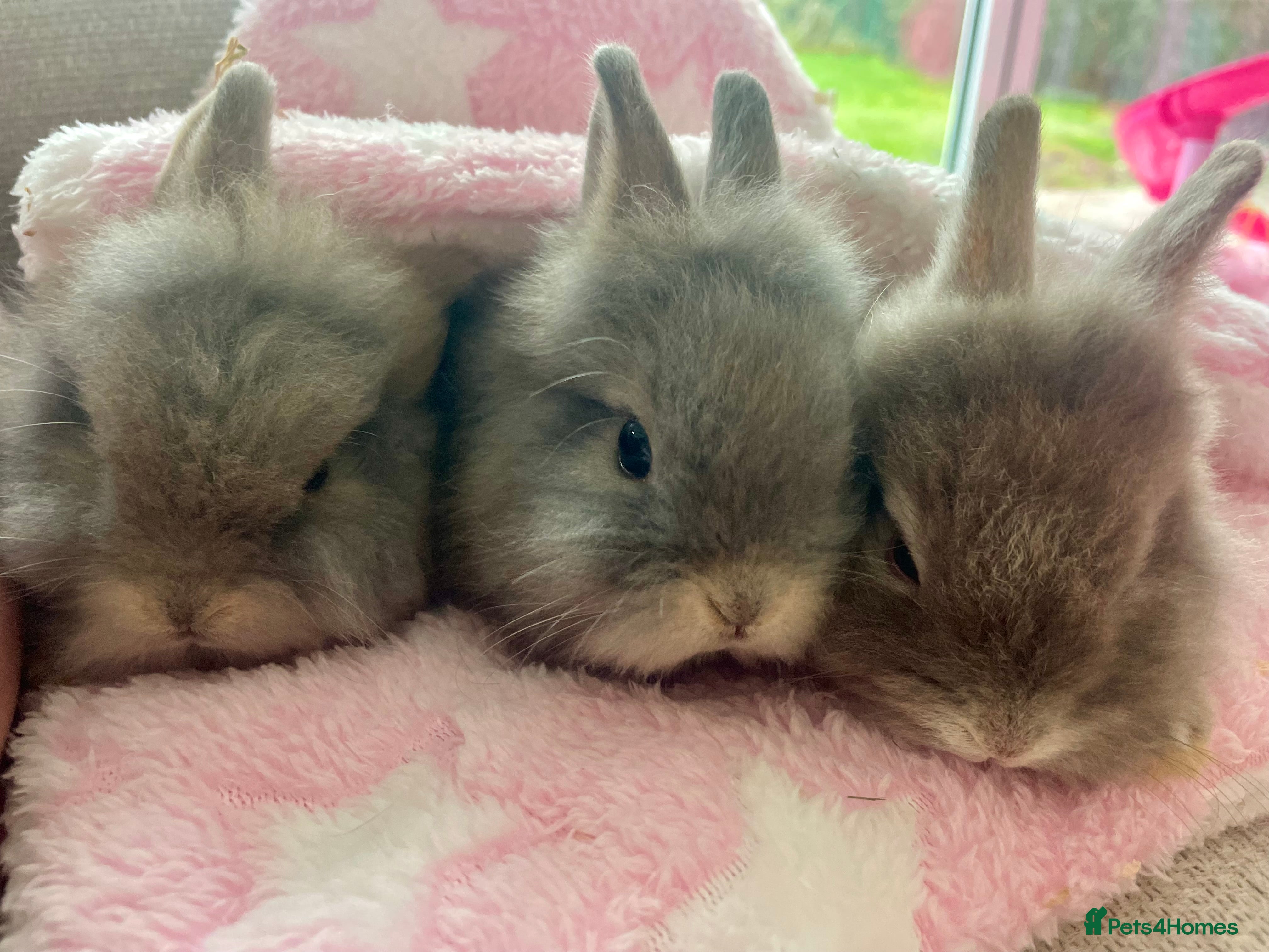 Lionhead rabbits 🐰 Adorable Lionhead Bunnies for Sale 🐰 - Advert 2