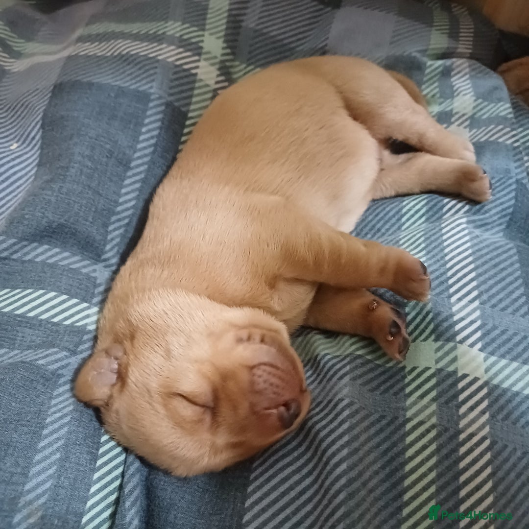 Labrador Retriever dogs for sale: KC Registered Fox Red Labrador Puppies - Advert 5
