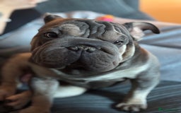 Mixed Breed dogs for sale: Well Behaved Frenchie (re-home) - Image 1